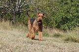 AIREDALE TERRIER 093